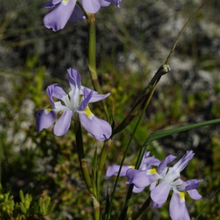 Moraea fugax